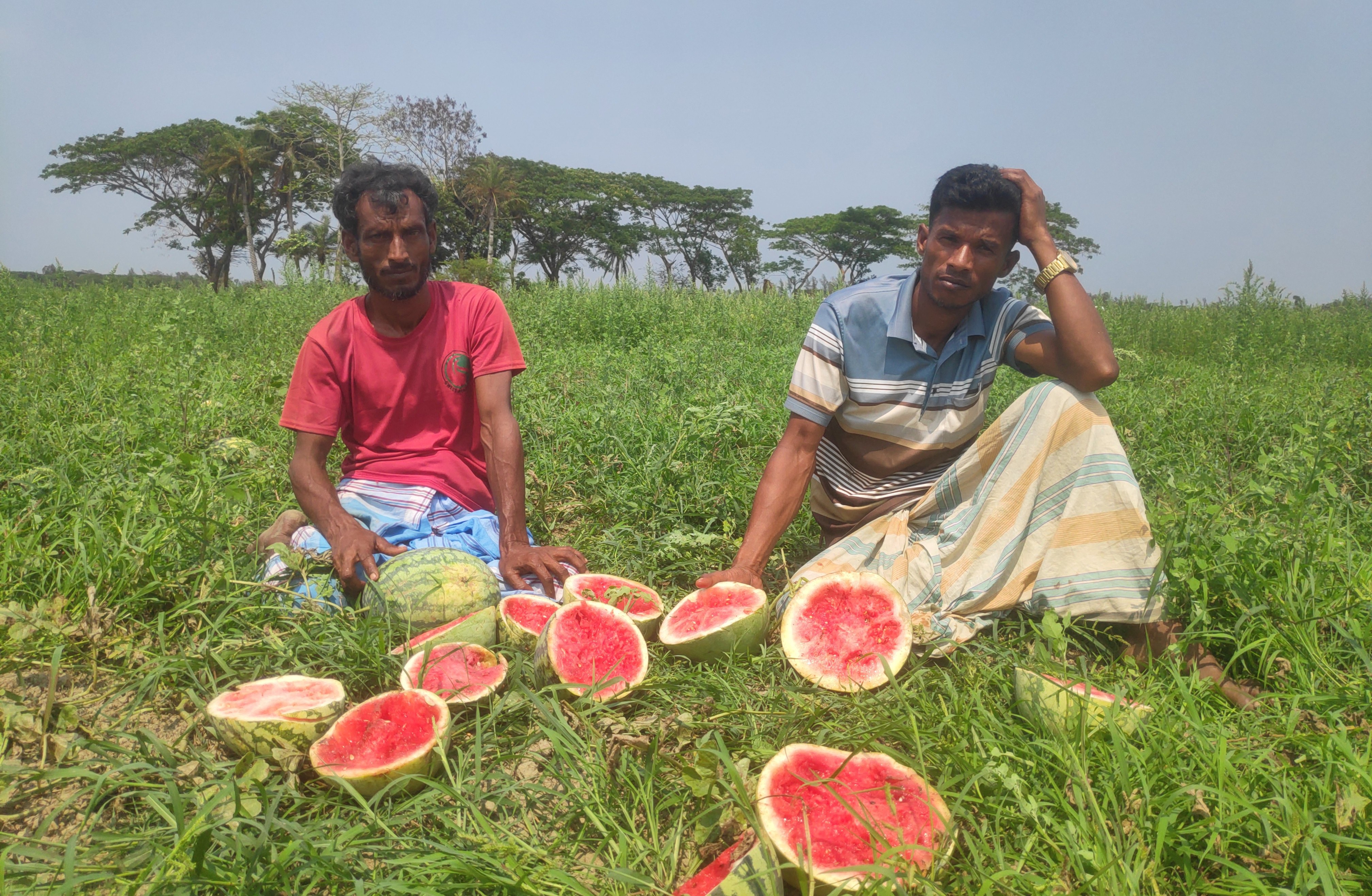 নোয়াখালীতে শত্রুতার জেরে ধ্বংস করা হয়েছে ২৪ একর জমির তরমুজ