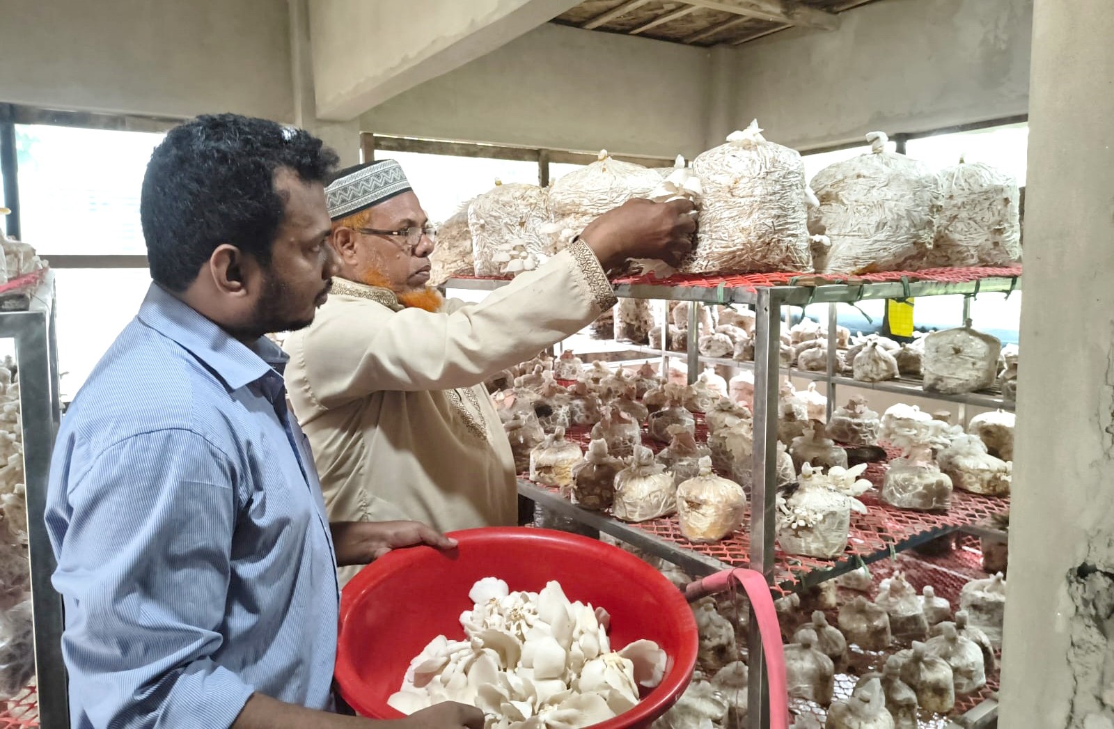 নোয়াখালীতে মাশরুম চাষে বাণিজ্যিক সম্ভাবনা, বাজার সংকটে হতাশ চাষী